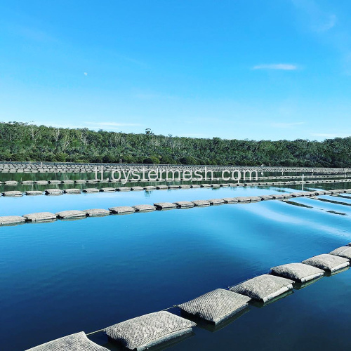 Pinakamahusay na Foam Oyster Mesh Bag para sa Aquaculture